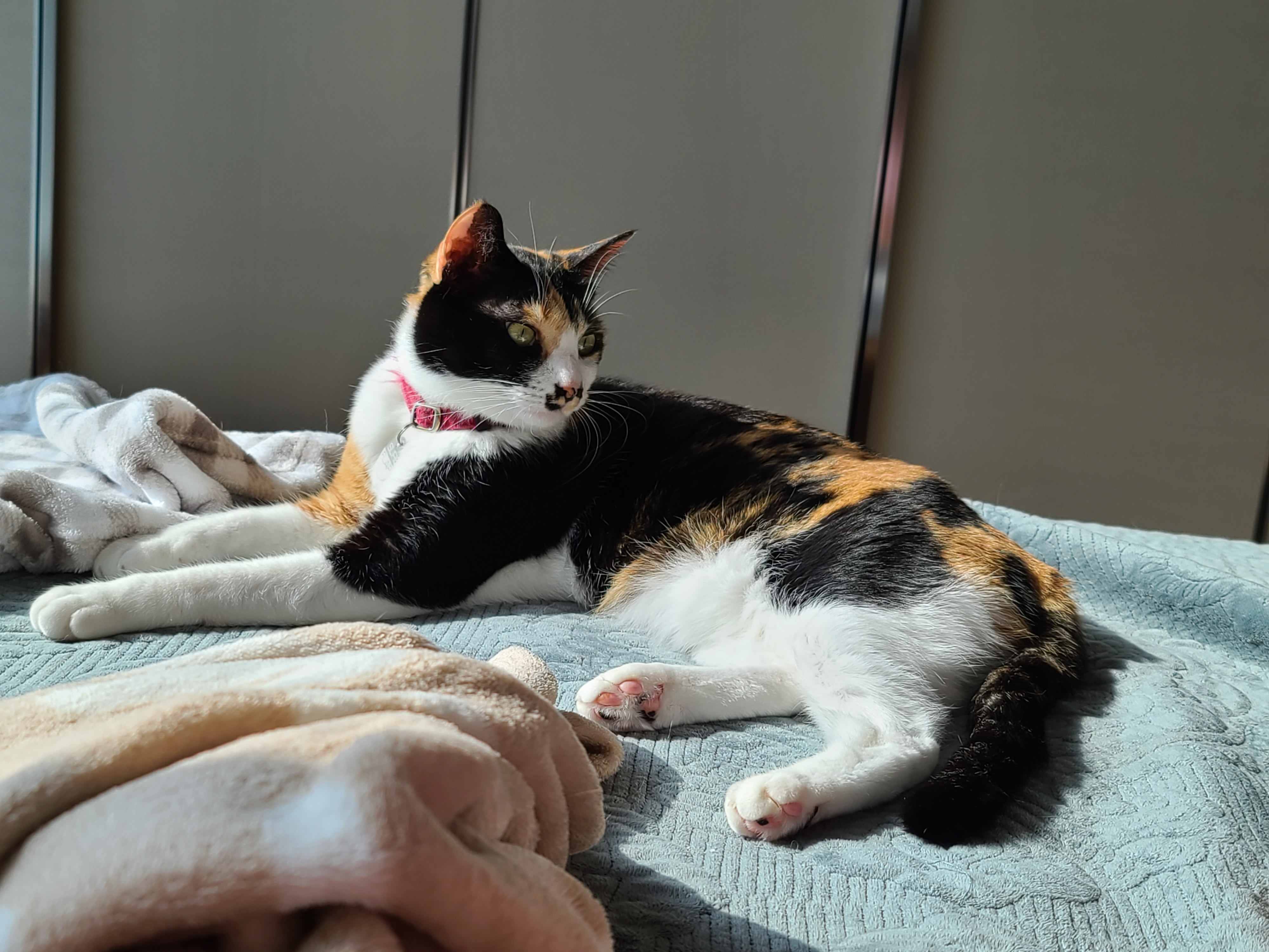 우리집 아홉냥이의 고양이 종류