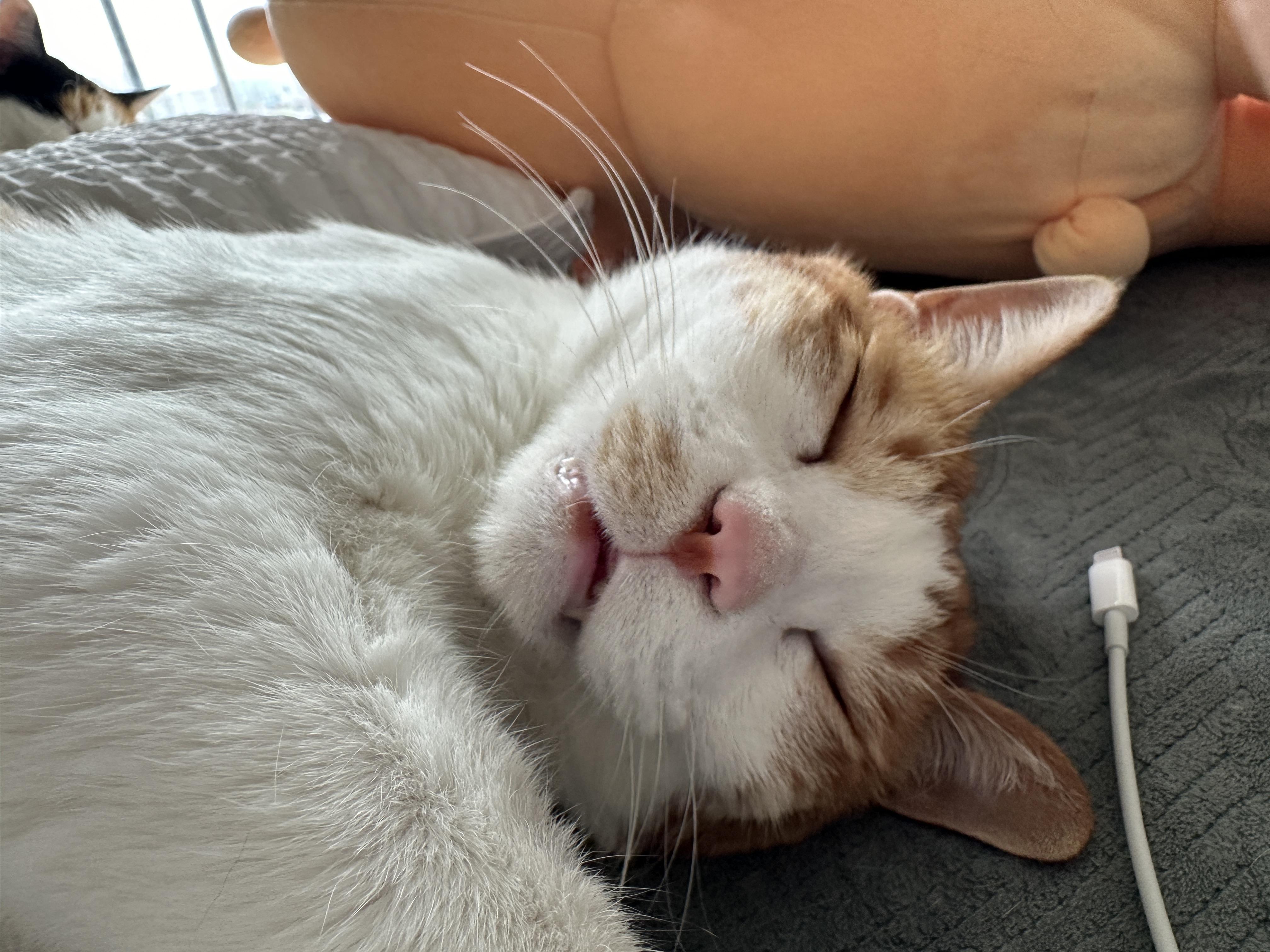 입벌리고_자는_치즈냥이_막둥이_2