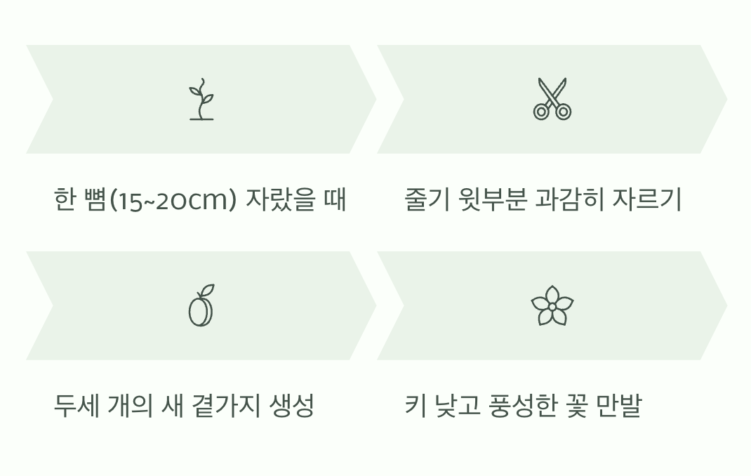 풍성한 꽃밭을 위한 작은 용기, 순지르기