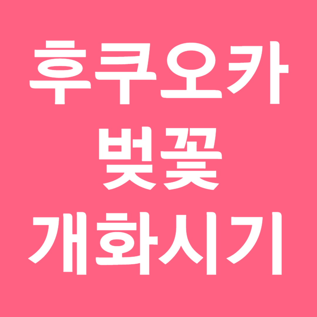 후쿠오카 벚꽃 개화시기