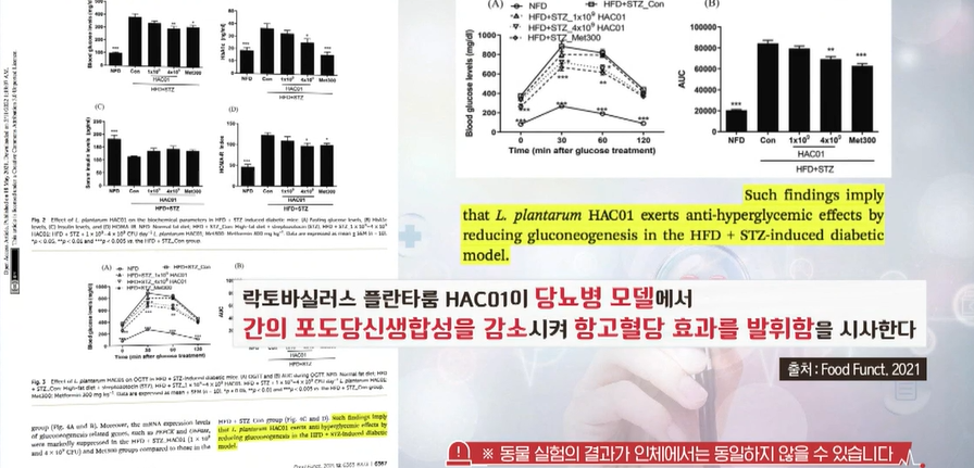 혈당유산균 효능