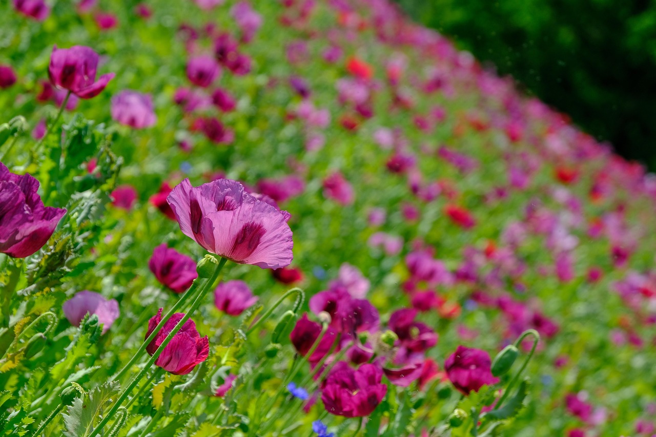 남양주 물의정원 양귀비 꽃구경