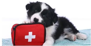 강아지 이물질 삼켰을 때 대처 - 응급 상황별 조치와 보호자의 체크리스트