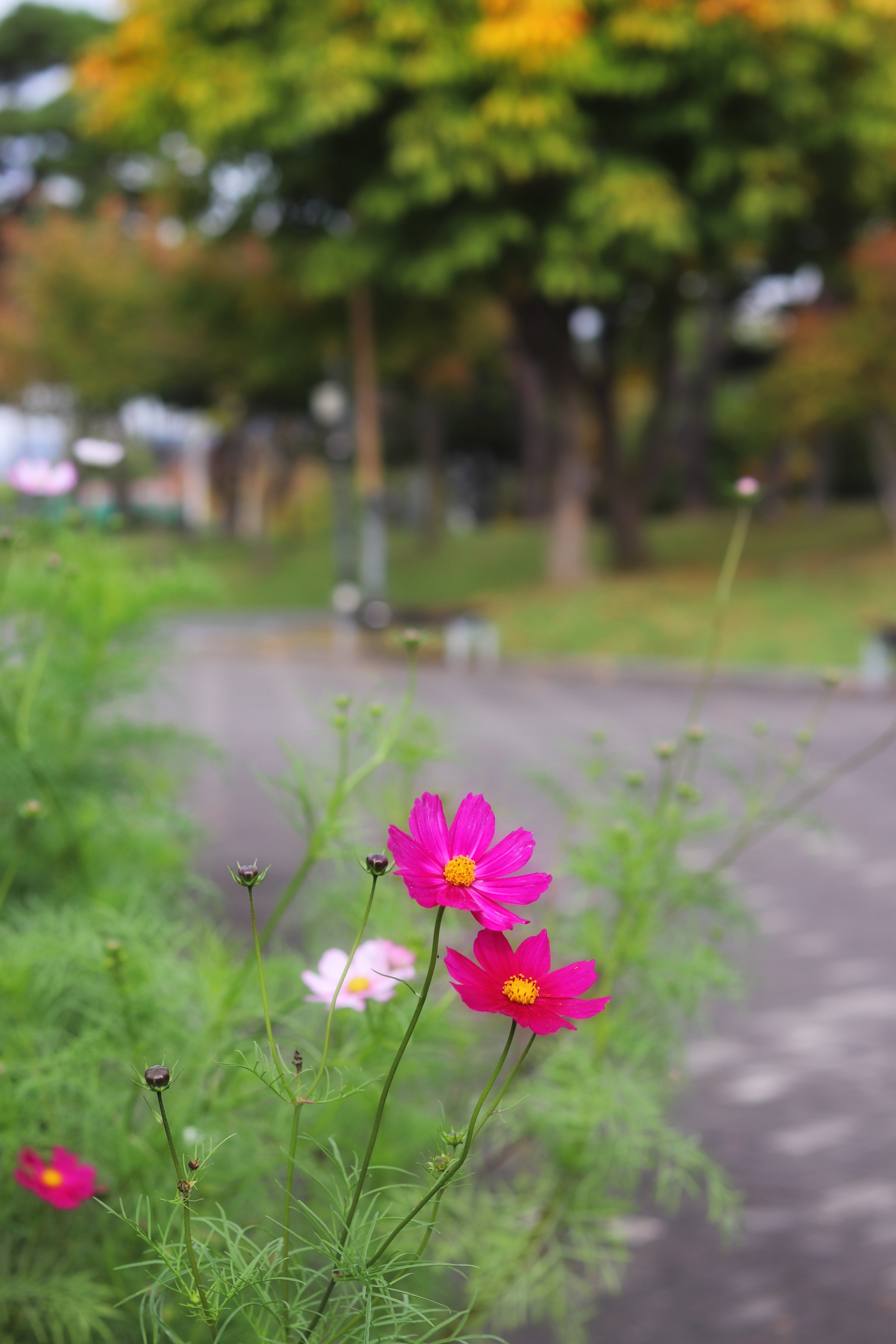 탄금대공원 가을 단풍 풍경