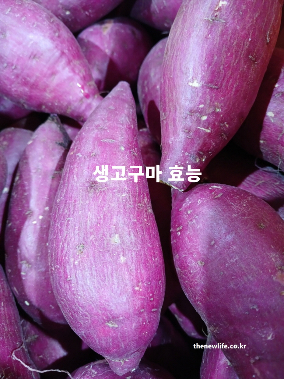생고구마 효능을 설명하는 붉은 고구마 실물 사진