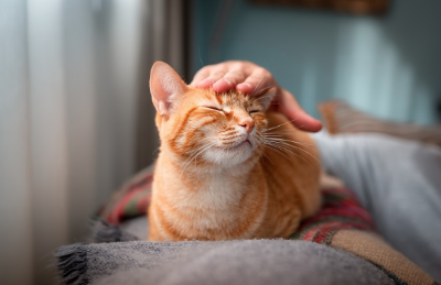 머리를 쓰다듬는 고양이