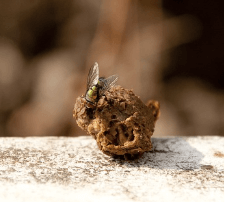 똥(대변)을 안고 있는 꿈해몽 상징 이미지