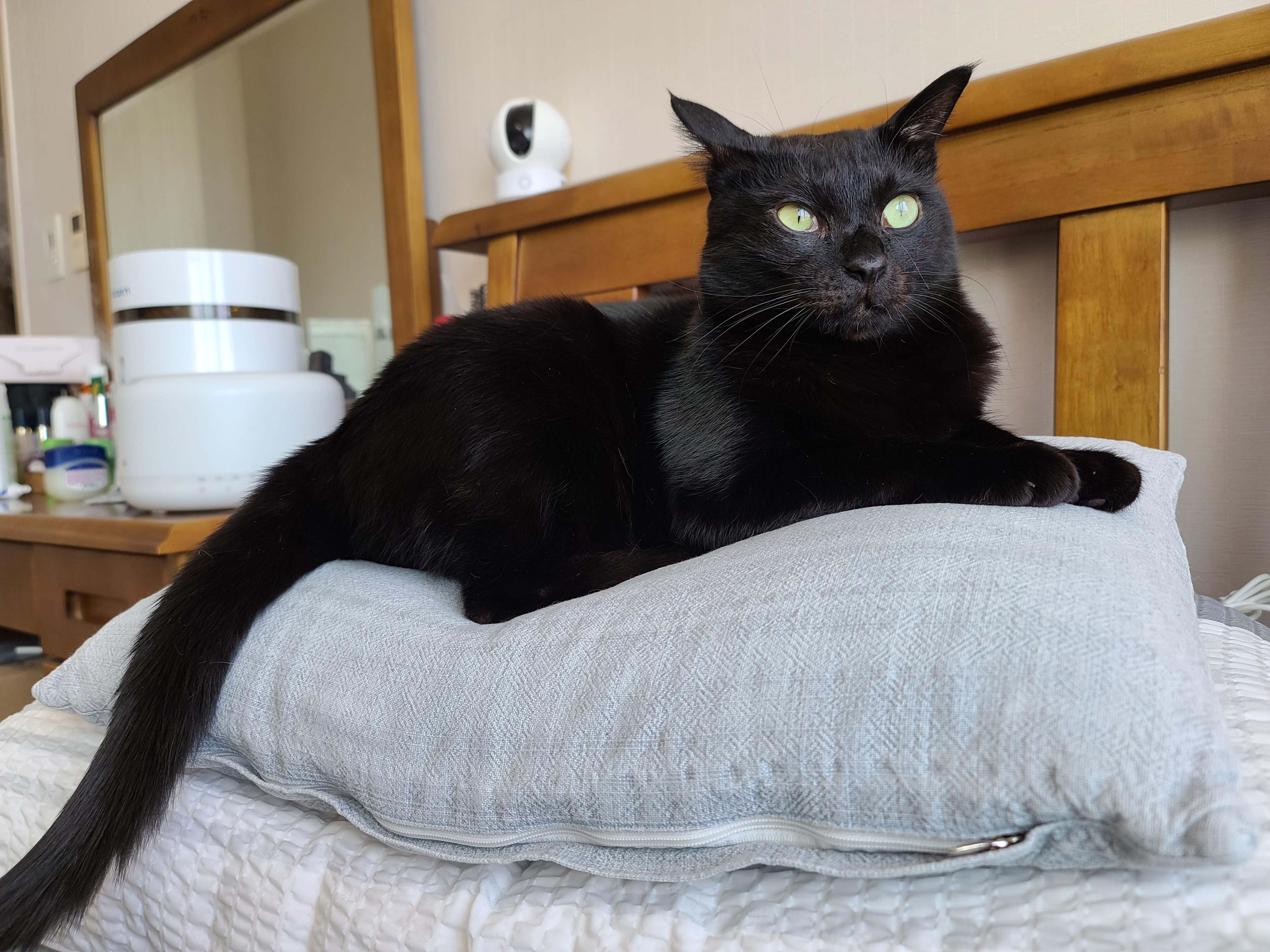 아홉마리 고양이들 단체사진을 성공한 그날 오후. 역시8마리 ㅋㅋ