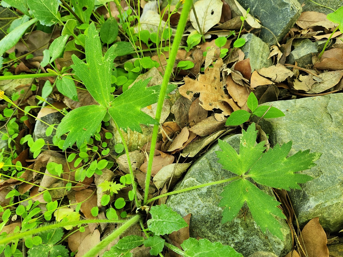 미나리아재비 Buttercup