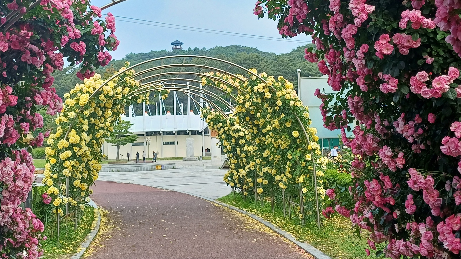 익산배산체육공원, 장미축제