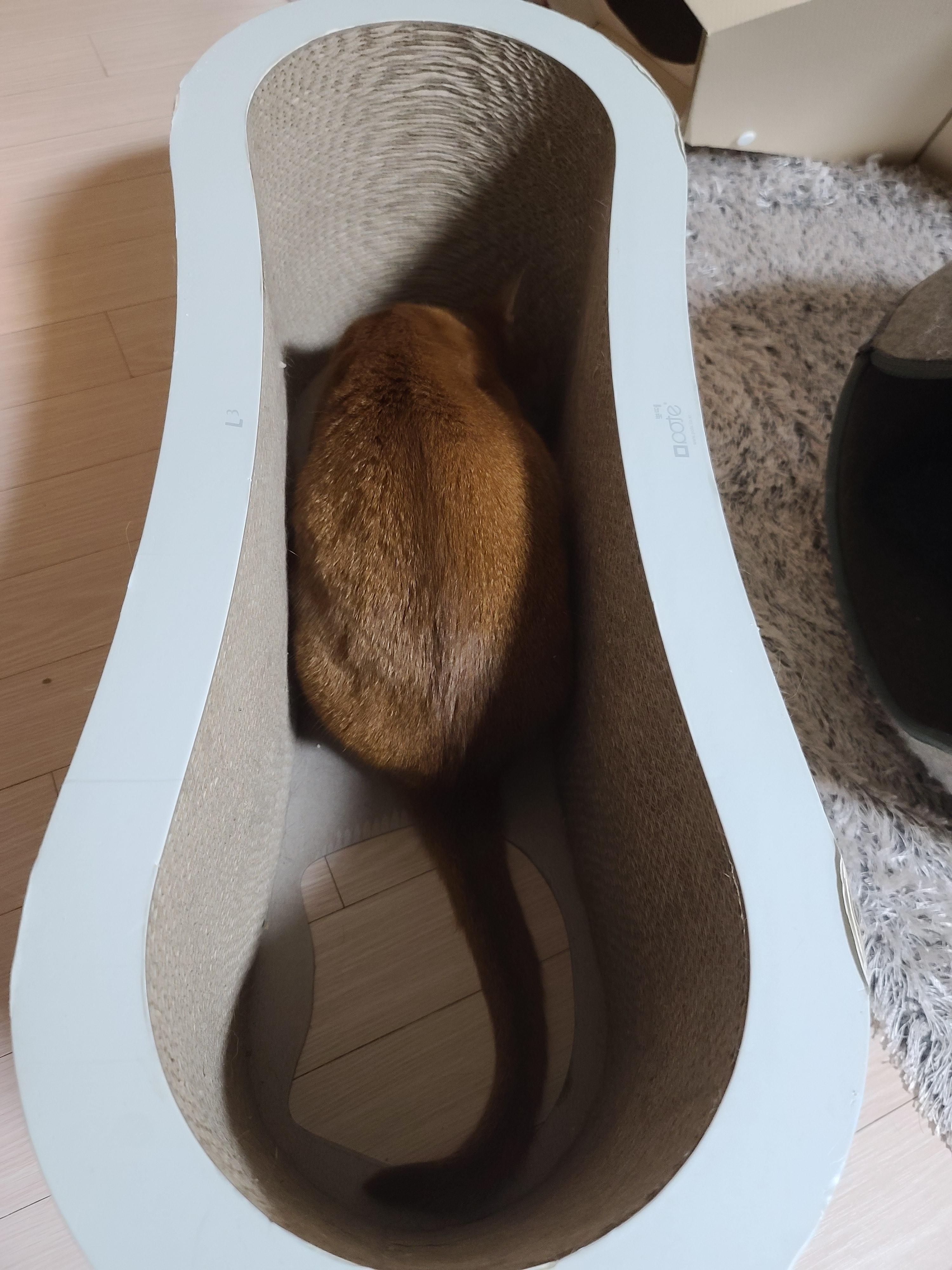 고양이들 스크래쳐를 교체했다.(자동차스크래쳐,침대형스크래쳐)