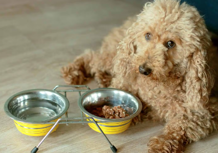 식사 중인 푸들.