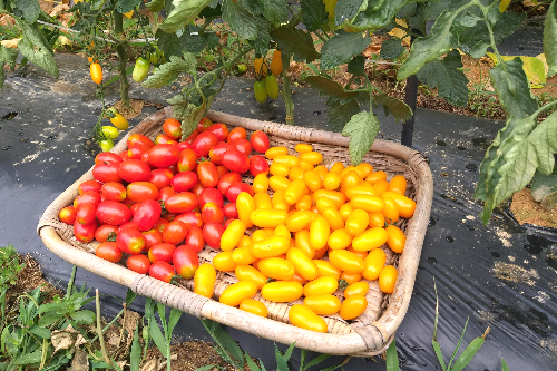 빨강방울토마토-수확-노랑방울토마토-수확