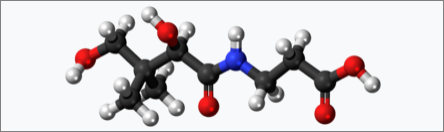 판토텐산 분자모형