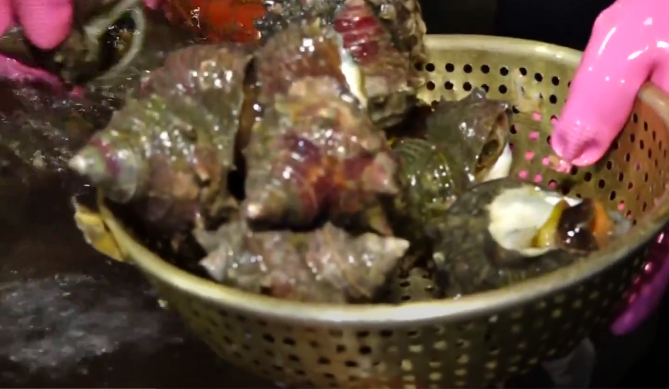 홍도 뿔소라, 전복소라