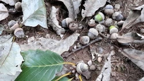 도토리나무-병충해-방제시기-방제방법