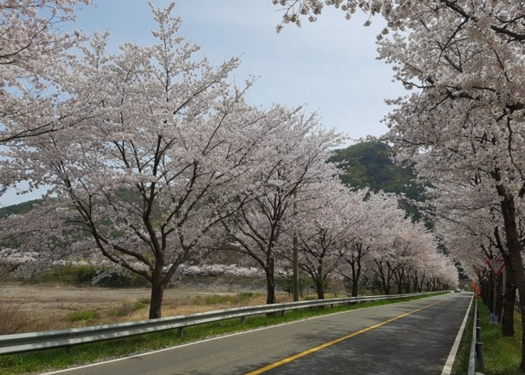 경북 벚꽃 명소