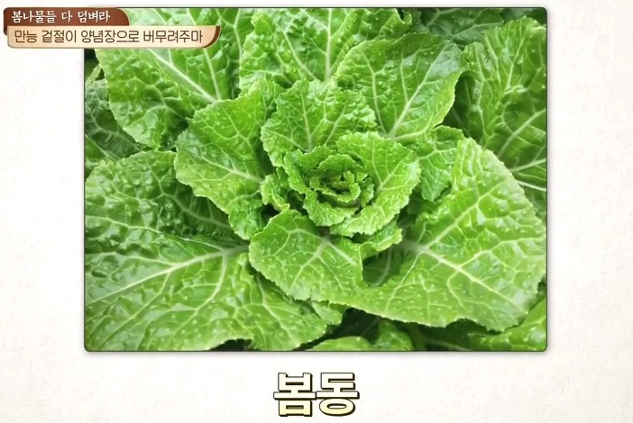 봄 제철 나물
