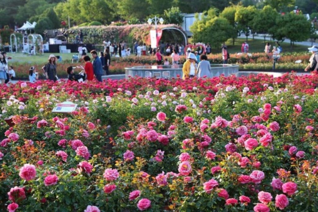 산대공원-장미축제