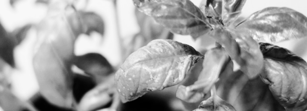 바질 키우기: 병충해