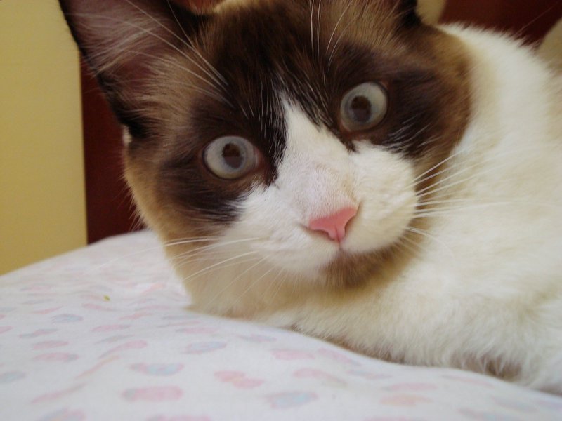 고양이 사료 거부 관련 사진