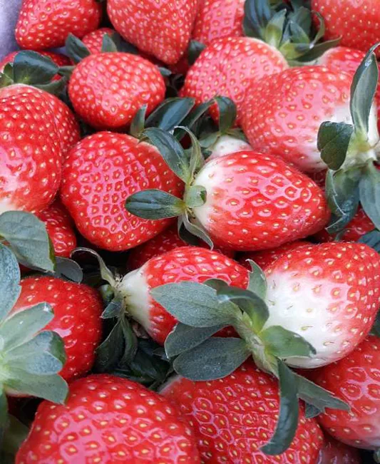 내 생애 첫 딸기