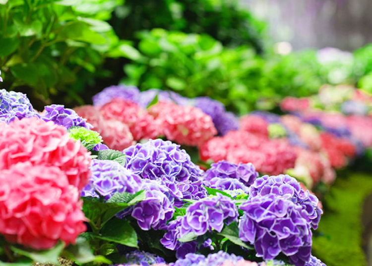 가평 베고니아 새정원