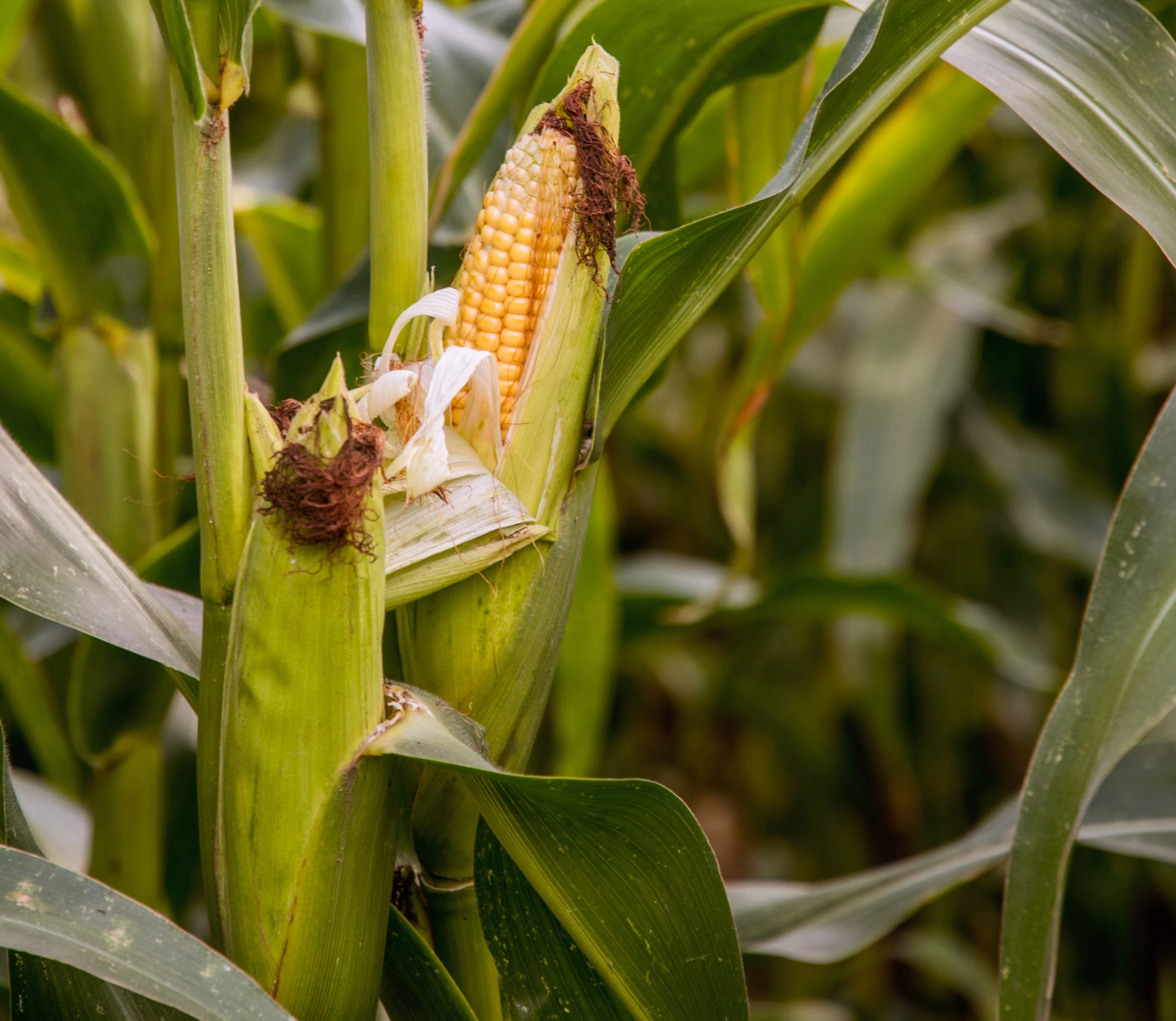 신장에 좋은 차