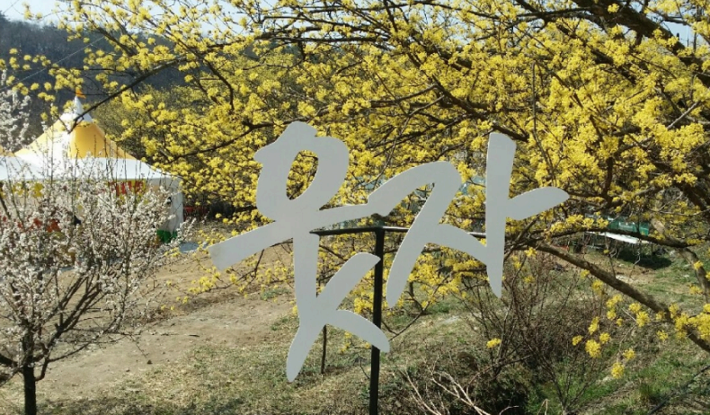 2025 이천백사 산수유꽃축제 완전 정복 가이드