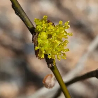 생강나무 꽃 개화시기 모양 특징_8