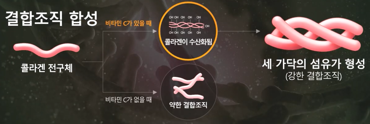 콜라겐 합성