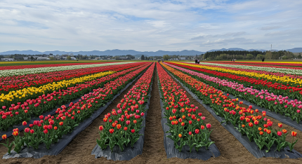 보롬왓 튤립축제