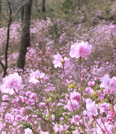 벚꽃 개화시기 2024 축제 명소