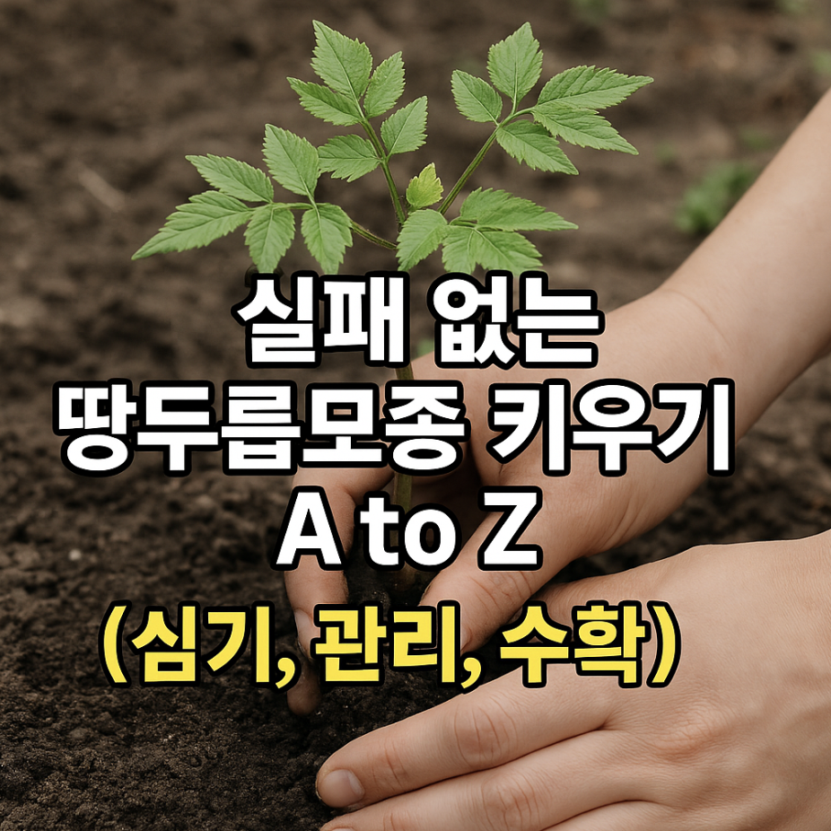 실패 없는 땅두릅모종 키우기 A to Z (심기, 관리, 수확)