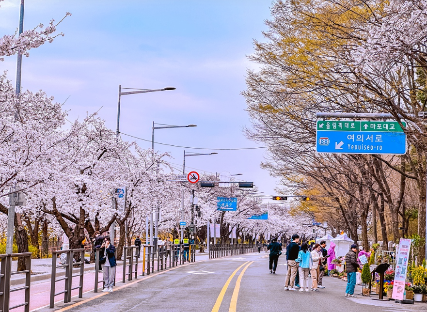 여의도 벚꽃
