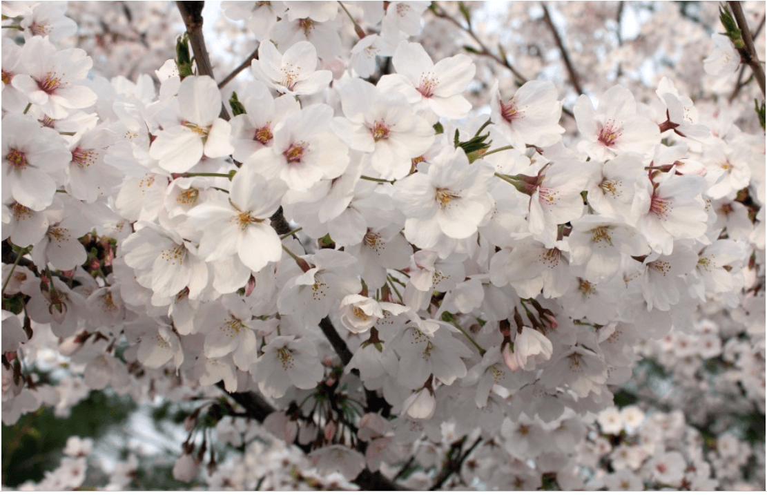 여의도벛꽃축제