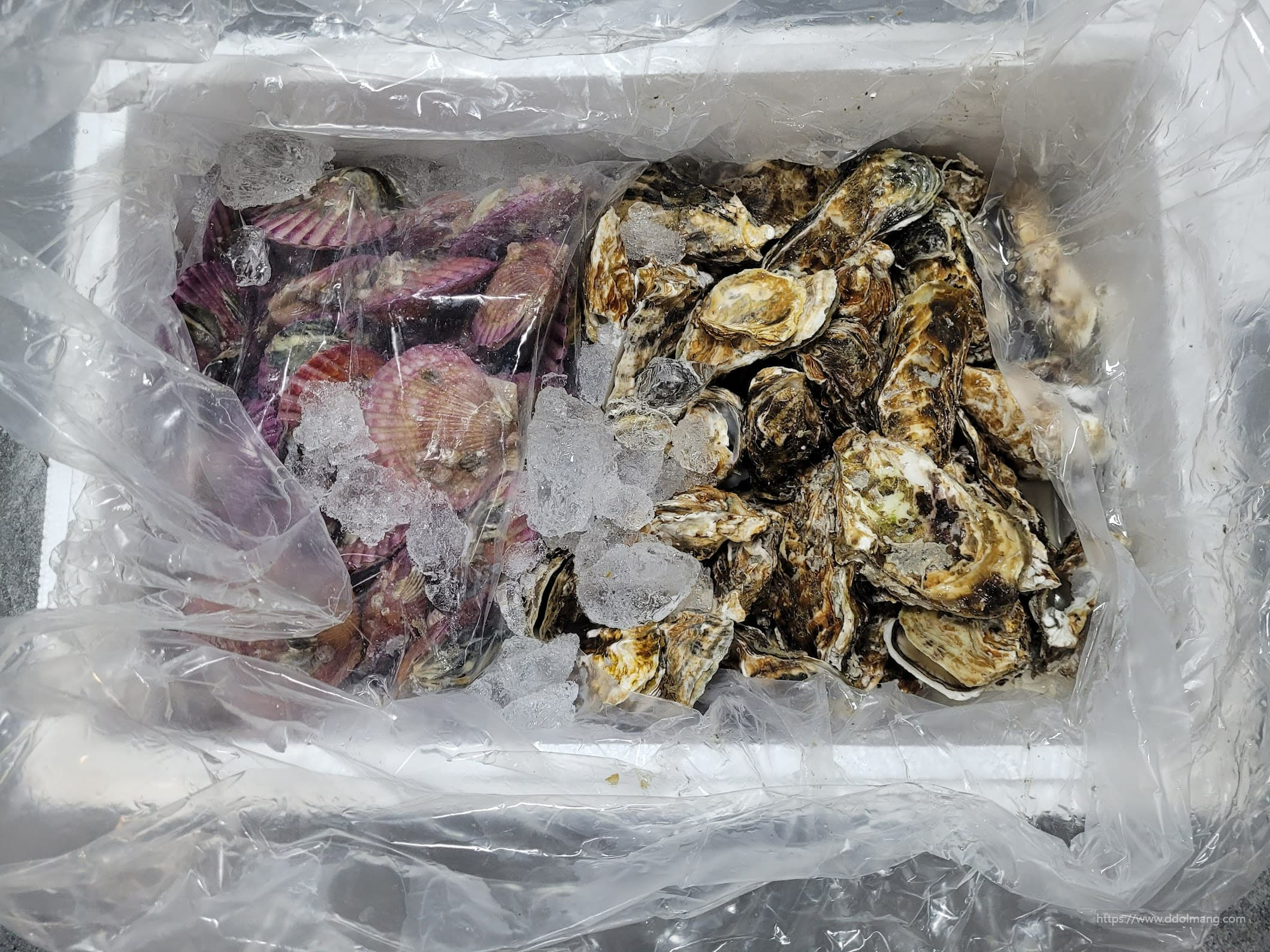 농라에서 구매한 가리비 각굴 세트