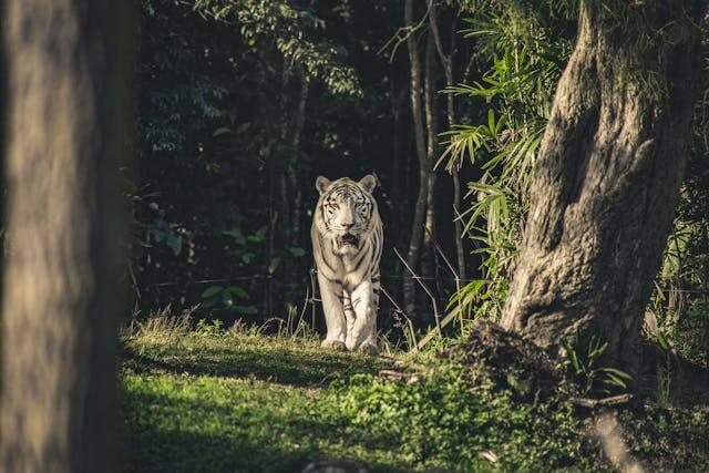 호랑이 꿈 해몽