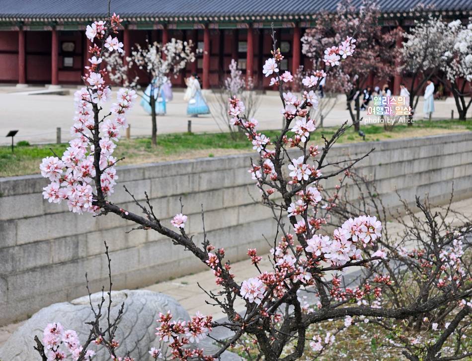 서울 벚꽃 명소 나들이 추천 경복궁, 덕수궁 4월 개화 상황 서울 가볼만한곳