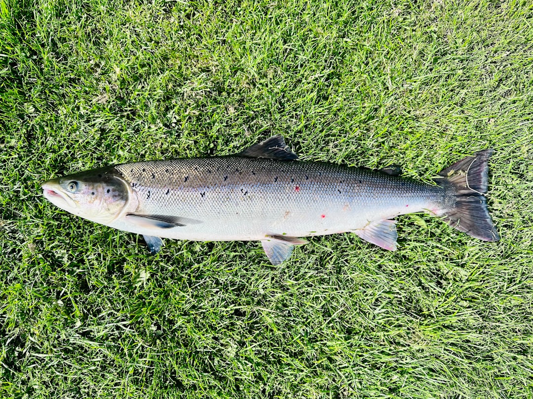 Salmon