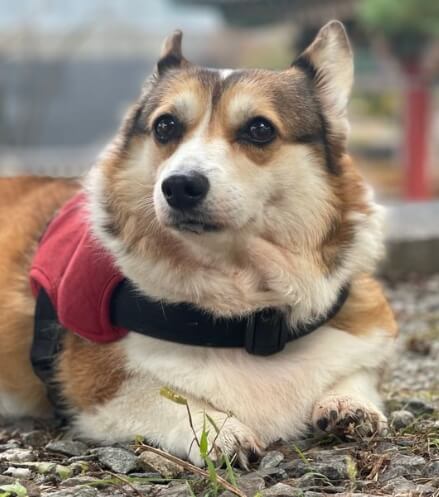 반려동물 노화 변화 직접 기록해보니 달라진 점