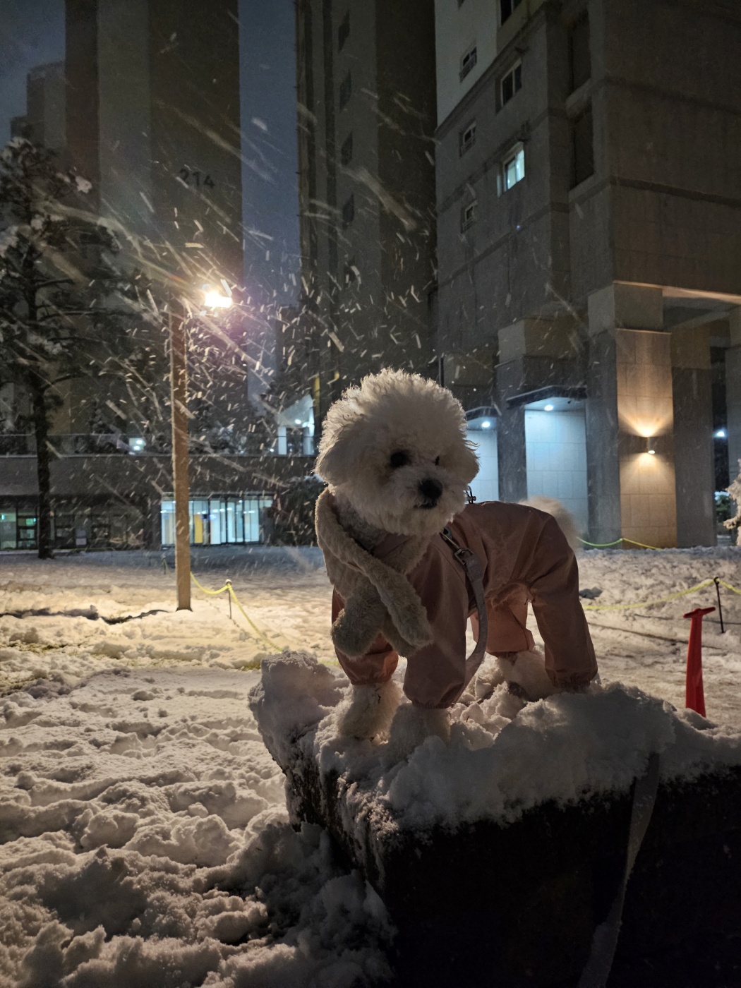 눈내리는 날 고독한 비숑 사진