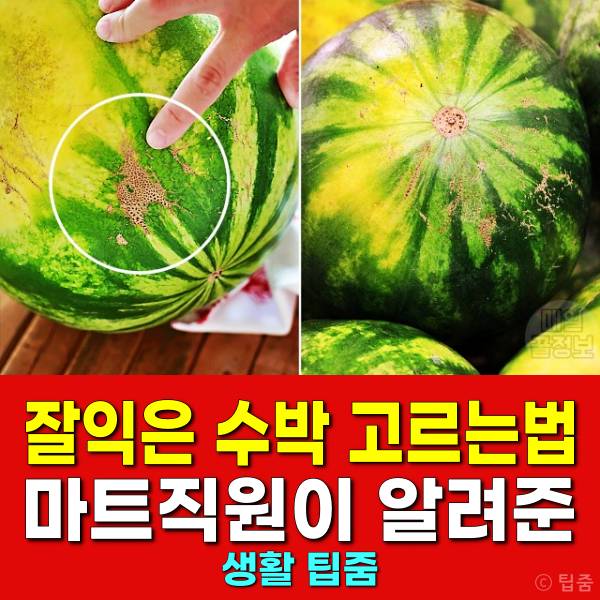 잘익은 수박 고르는법 맛있는 수박 고르는법
