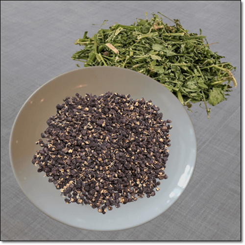 마른 까마중 열매와 잎