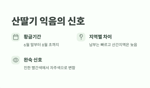 산딸기 수확시기 베스트 타이밍 1