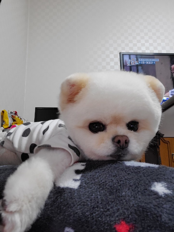 강아지 백내장 초기 증상과 확인법 : 예방법 3가지