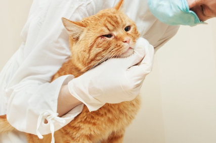 마스크를 쓰는 수의사와 고양이.