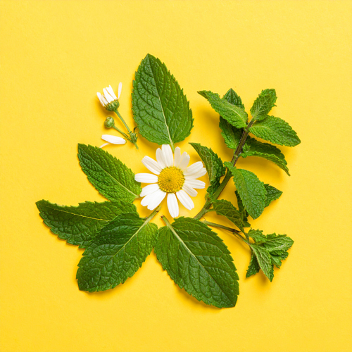 페퍼민트(Peppermint)는 &lsquo;멘톨&rsquo; 성분이 위장 근육을 이완시키고