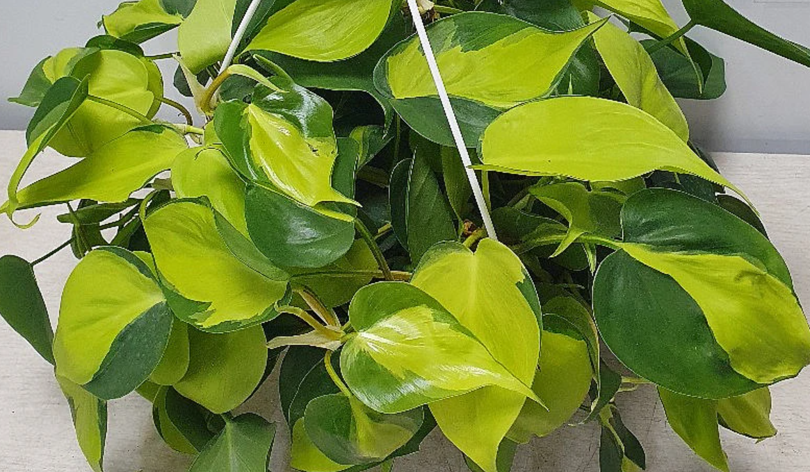 필로덴드론 브라질