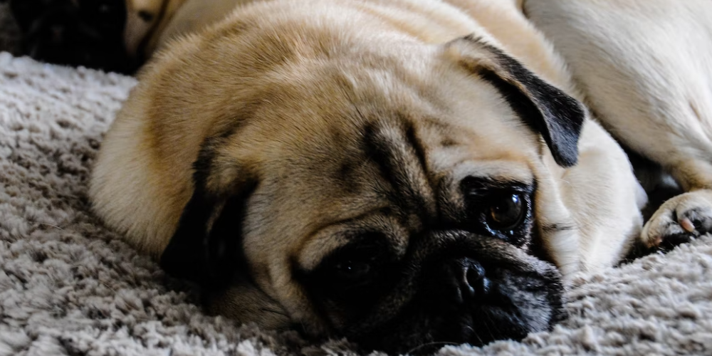 강아지 배변 훈련 방법 11